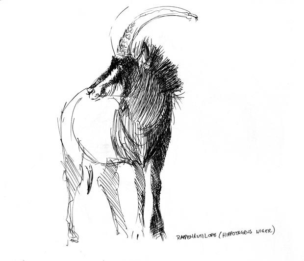 sable antelope