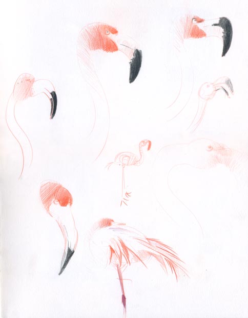 flamingo studies