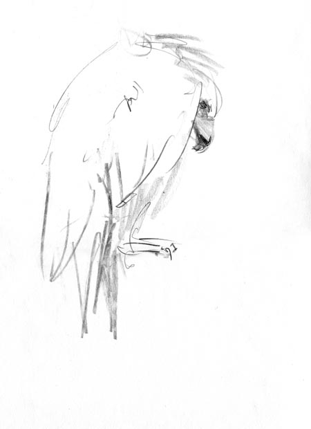 vulture